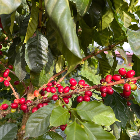 JAS Organic Rwanda Mikoff